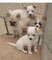 Hermosa camada de chihuahua, tenemos machos y hembras disponibles