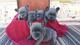 Hermosos cachorros de bulldog francés - Foto 1