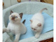 Hermosos gatitos Ragdoll disponibles para adopción - Foto 1