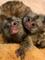 Hermosos monos tití en venta - Foto 1