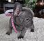 Increible camada Bulldog Frances Para Adopcion 11 - Foto 1