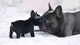 Increible camada Bulldog Frances Para Adopcion 6 - Foto 1