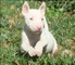 Inglés bull terrier perra kc registrado