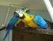 Loro guacamayo - Foto 1