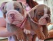 Los cachorros bulldog ingles bien crecidos