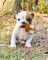 Macho y hembra cachorros Bulldog ingles - Foto 1