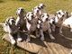 Maravillosas cachorritos Gran danes para regalo dffre - Foto 1