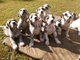 Maravillosas cachorritos gran danes para regalo nnhj