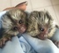 Mono tití pigmeo macho y hembra para adopción - Foto 1