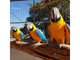 Preciosa guacamaya azul y oro ahora disponible