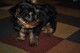 Preciosos cachorros de yorkshire erw - Foto 1