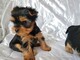 Preciosos cachorros de yorkshire mmm - Foto 1