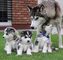 Preciosos cachorros husky siberiano