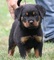 Regalo preciosos cachorros rottweiler o.tienes vacunados,