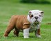 14cachorros de bulldog inglés (gratis) !