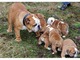 17Cachorros de bulldog inglés (GRATIS) ! - Foto 1