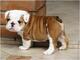 18cachorros de bulldog inglés (gratis) !