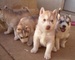 2 hembras husky siberiano para adopción