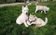 3 cachorros de husky siberiano registrados ver fotos hermosos ojo