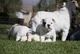 3 hermosos bulldogs ingleses - Foto 1