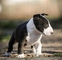 Adoptando un bull terrier, por supuesto