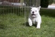Adorable *cachorros de bulldog inglés para adopción - Foto 1