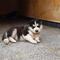 Adorable husky siberiano cachorros para adopción - Foto 1
