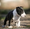 Adorables cachorros bull terrier.imperial