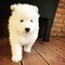 Adorables cachorros de Samoyedo listos para que un hogar - Foto 1