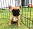 Bulldog francés registrado y saludable para adopción