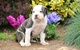 Bulldog ingles bebe para adopción - Foto 1