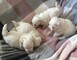 Cachorritos de bichon maltes//5