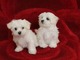 Cachorritos de bichon maltes/ - Foto 1