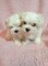 ..Cachorritos de bichon maltes. - Foto 1