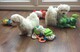 Cachorritos de bichon maltes/7