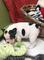 Cachorro bulldog frances hembra en adopcion - Foto 1