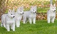 Cachorro de pura raza Husky siberiano. Este cachorro es el último - Foto 1