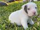Cachorro pitbull blanco marrón invaluable para adopción
