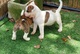 Cachorro pitbull blanco / marrón para adopción