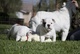 Cachorros blanco bulldog inglés para adopción