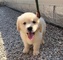 Cachorros de golden retriever registrado en adopción - Foto 1