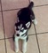 Cachorros de husky siberiano disponibles para adopcion