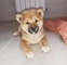 Cachorros due shiba inu macho y hembra disponibles