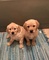 Cachorros golden retriever en adopción
