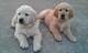 Cachorros golden retriever hermosos que estoy dando