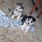 Cachorros husky criados en casa