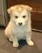 Cachorros husky siberiano criado en casa saludable en adopción