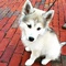 Cachorros husky siberiano en adopcion - Foto 1