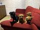 Cachorros Jack Russell Miniatura - Foto 1