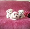 Camada de cachorros bichon maltes